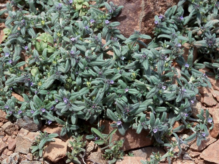 Lithospermum arvense