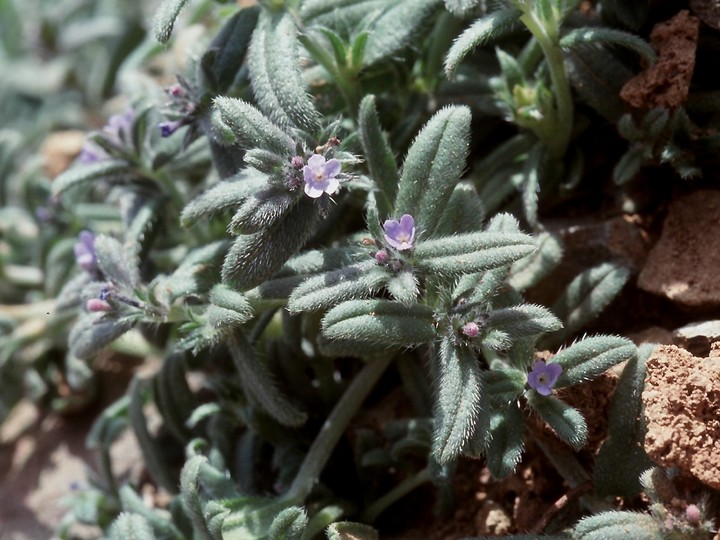 Lithospermum arvense