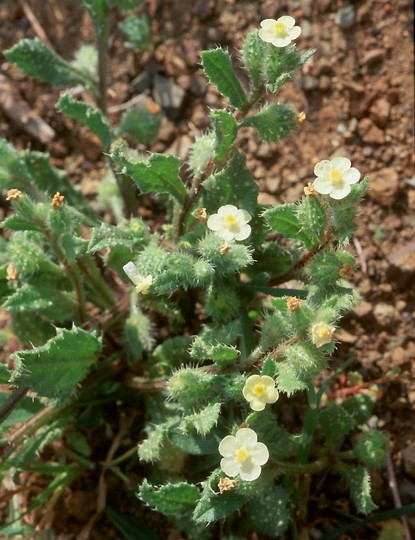 Anchusa aegyptica