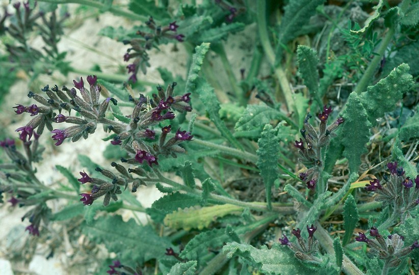 Anchusa undulata