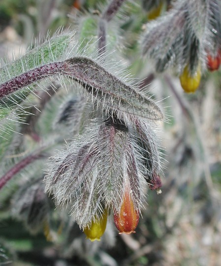 Onosma graeca