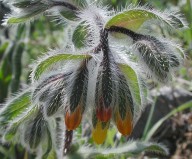 Onosma graeca