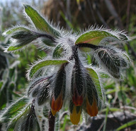 Onosma graeca