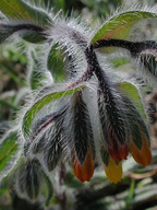 Onosma graeca