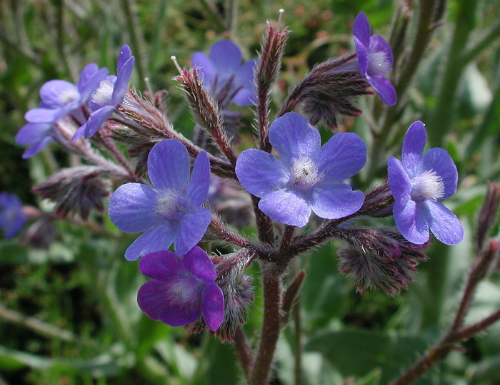 Anchusa azurea