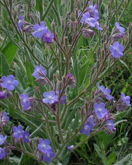 Anchusa azurea