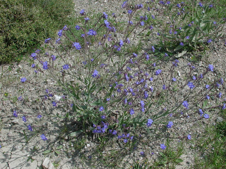 Anchusa azurea