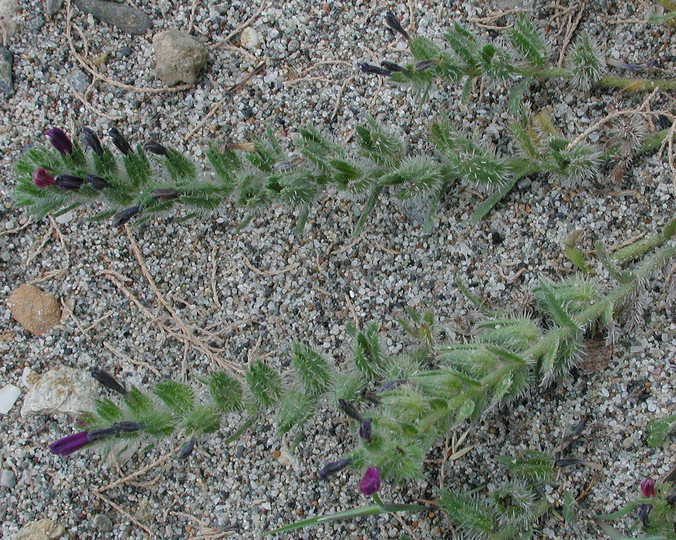 Echium arenarium