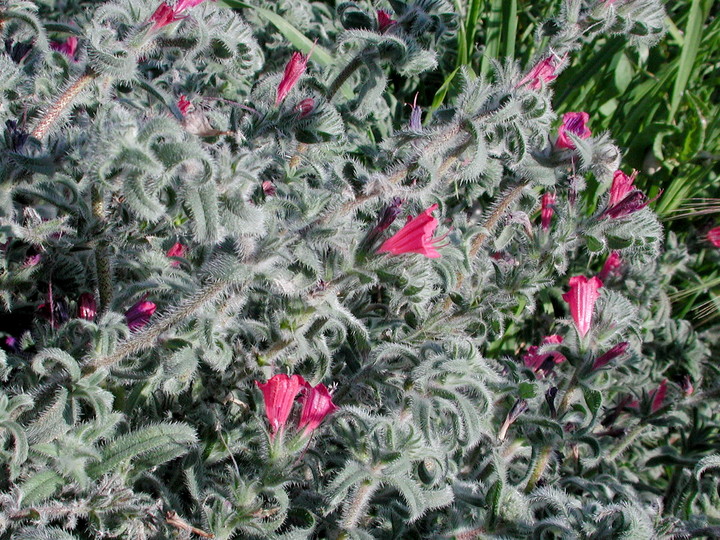 Echium angustifolium