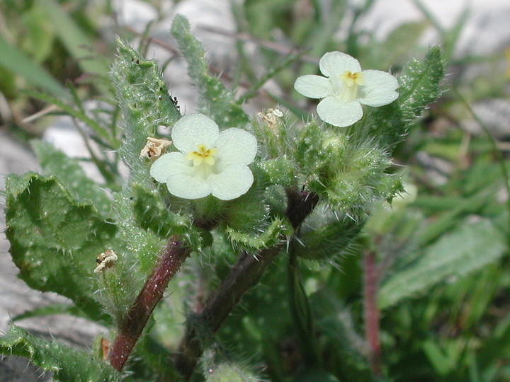 Anchusa aegyptica