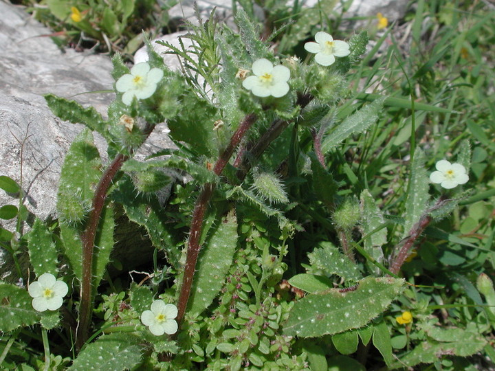 Anchusa aegyptica