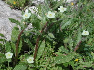 Anchusa aegyptica