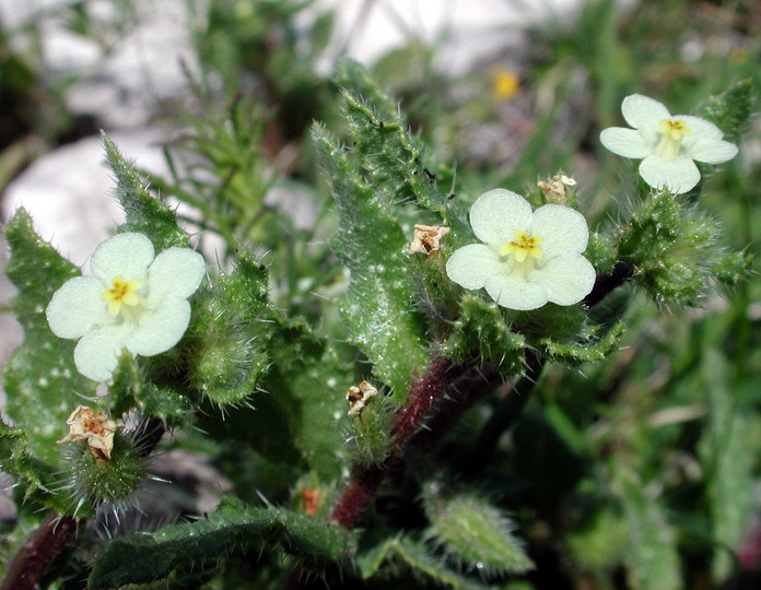 Anchusa aegyptica