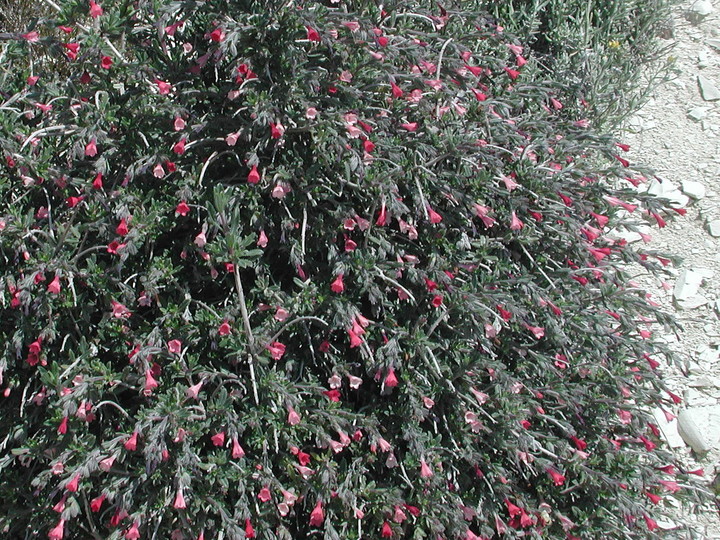 Lithodora hispidula