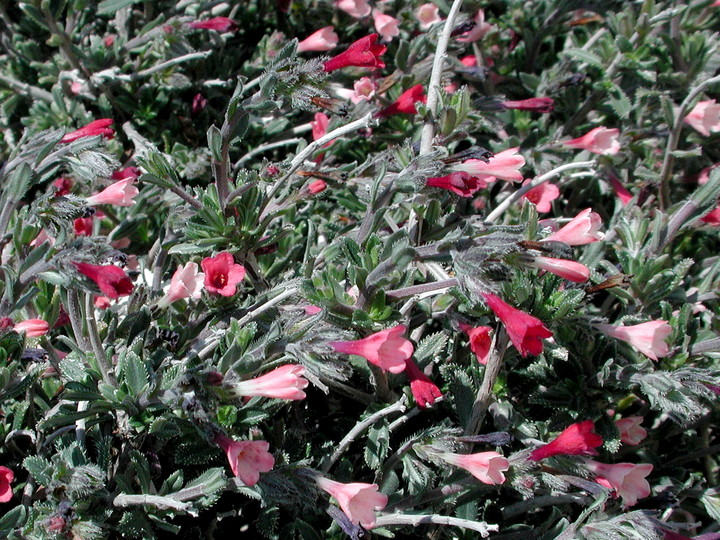 Lithodora hispidula