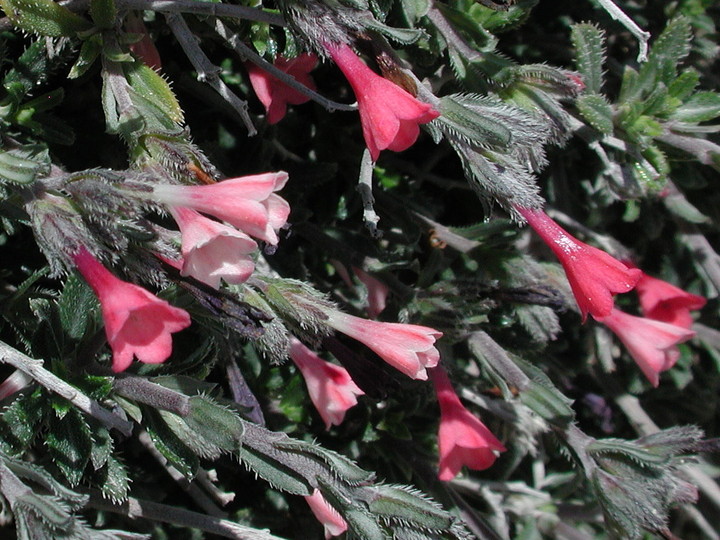 Lithodora hispidula