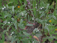 Lithospermum arvense