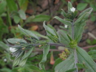 Lithospermum arvense