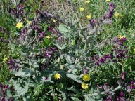 Anchusa undulata