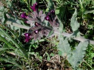 Anchusa undulata