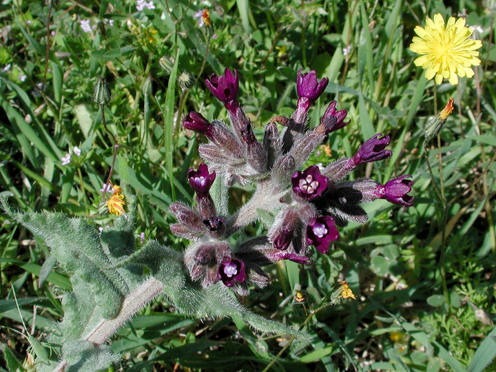 Anchusa undulata