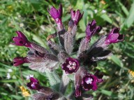 Anchusa undulata