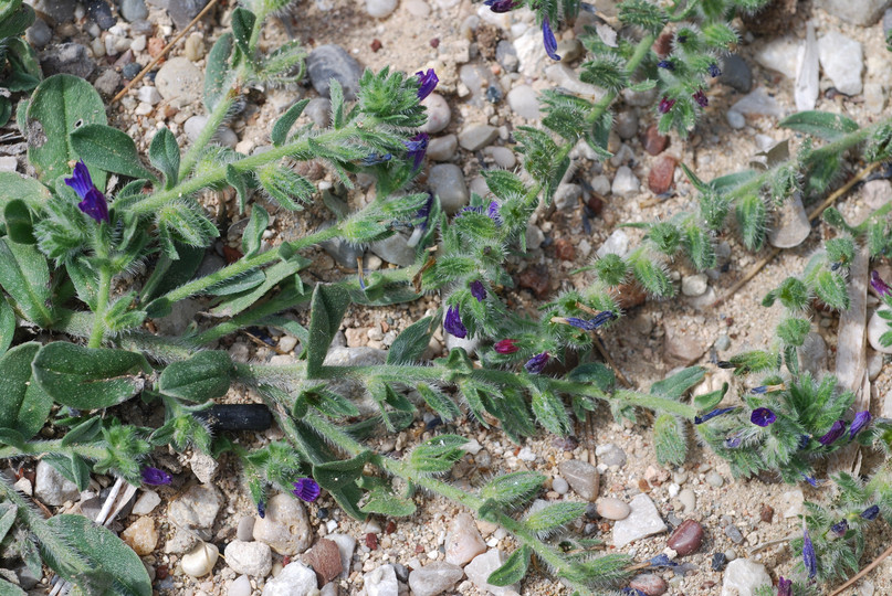 Echium arenarium