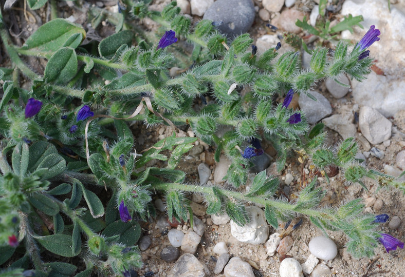 Echium arenarium