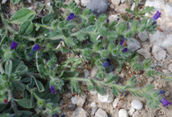 Echium arenarium