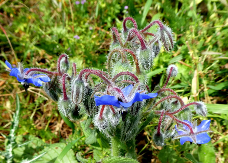 Borago officinalis