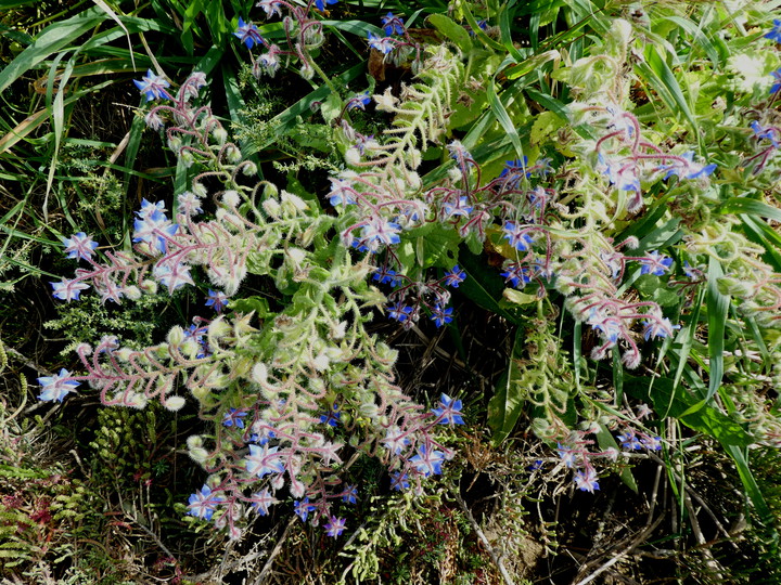 Borago officinalis