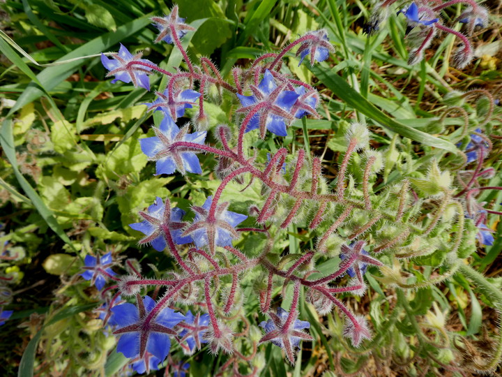 Borago officinalis