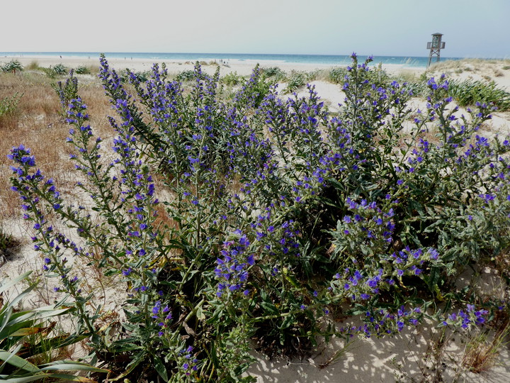 Echium plantagineum