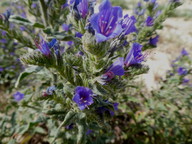 Echium plantagineum