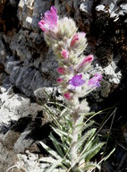 Echium albicans