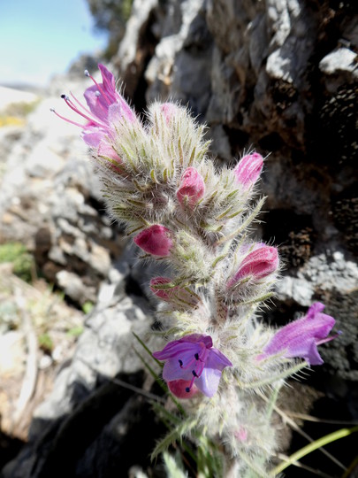 Echium albicans