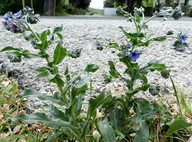 Cynoglossum creticum