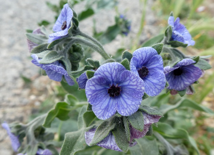 Cynoglossum creticum