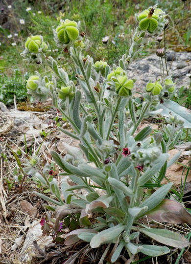 Cynoglossum creticum