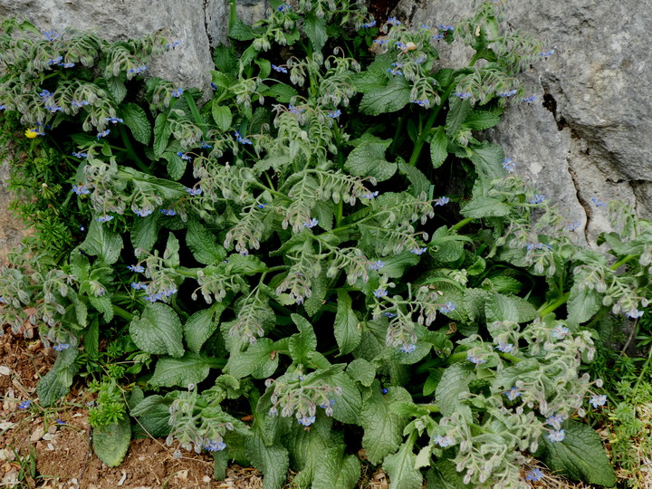 Borago officinalis