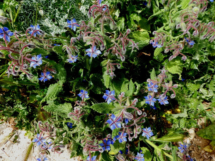 Borago officinalis