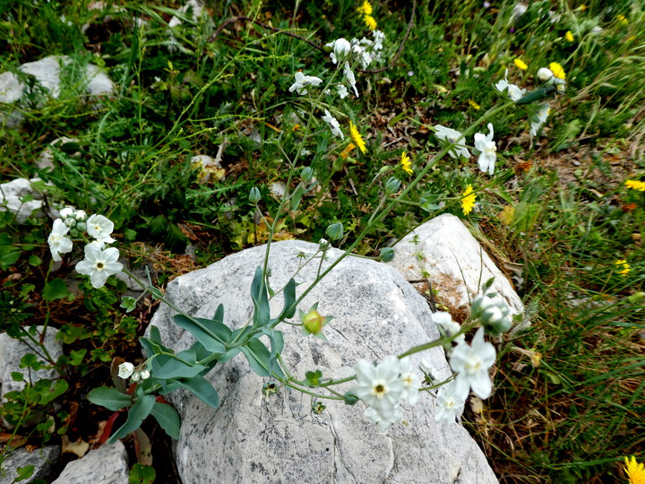 Omphalodes linifolia