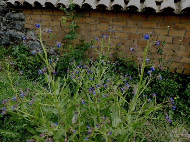 Anchusa azurea