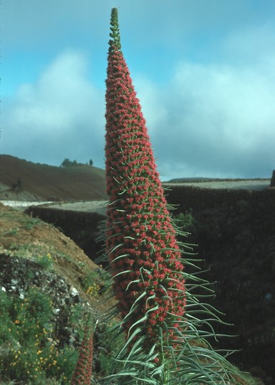 Echium wildpretii