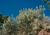 Echium virescens