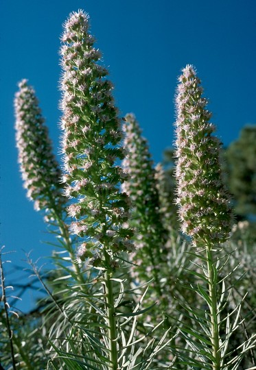 Echium virescens