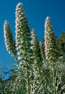 Echium virescens