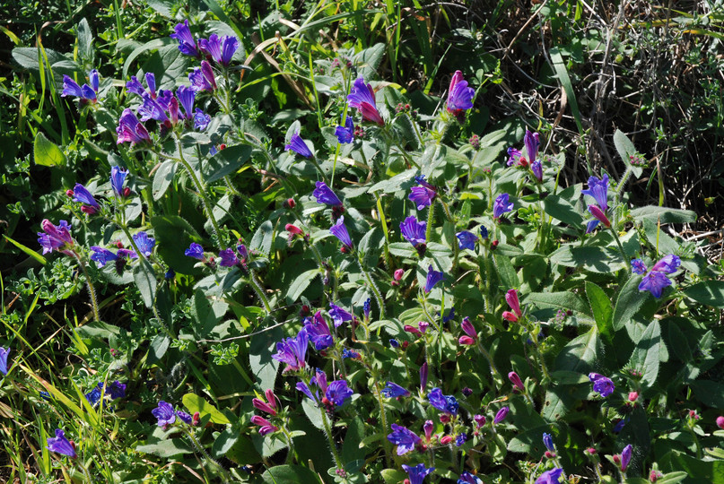 Echium lancerottense