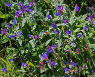 Echium lancerottense