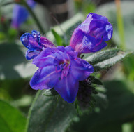 Echium lancerottense